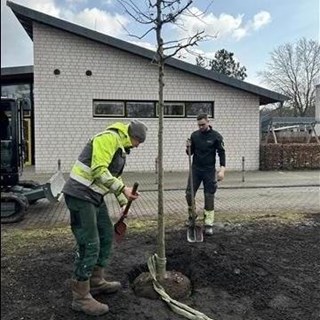 ses_baum