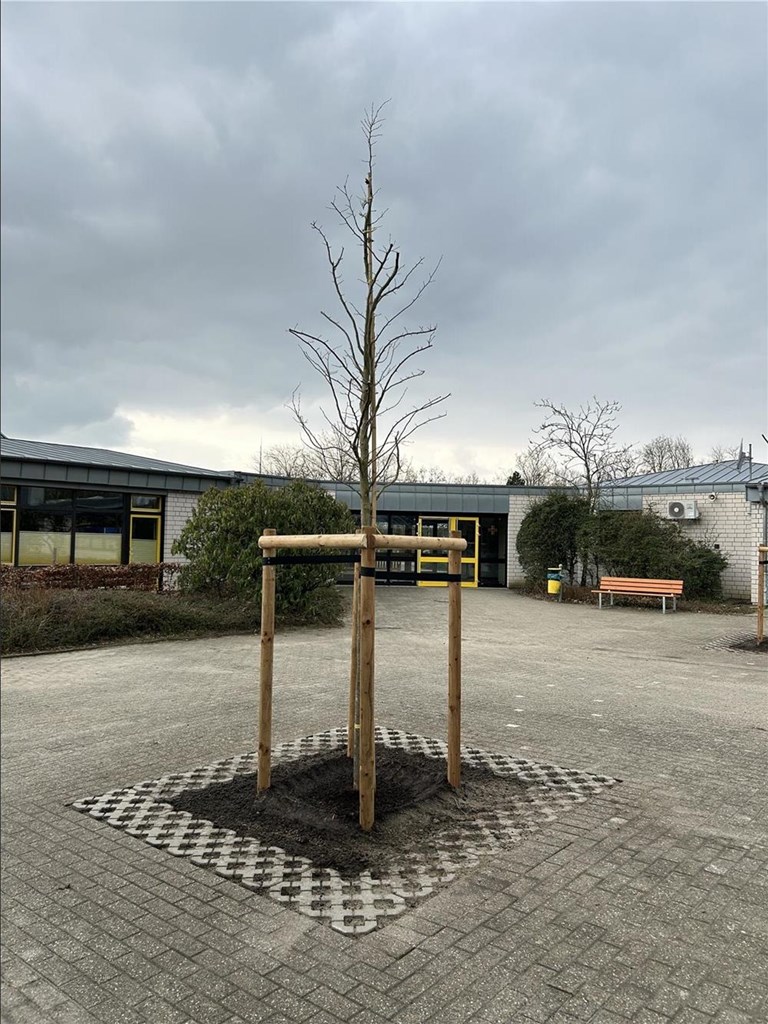 Baum4